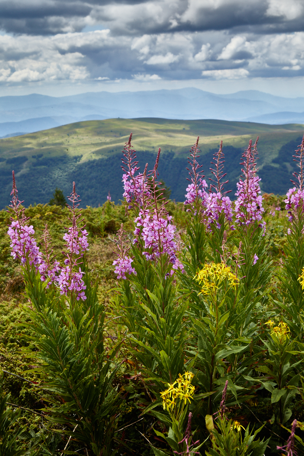 2026_stara_planina-24