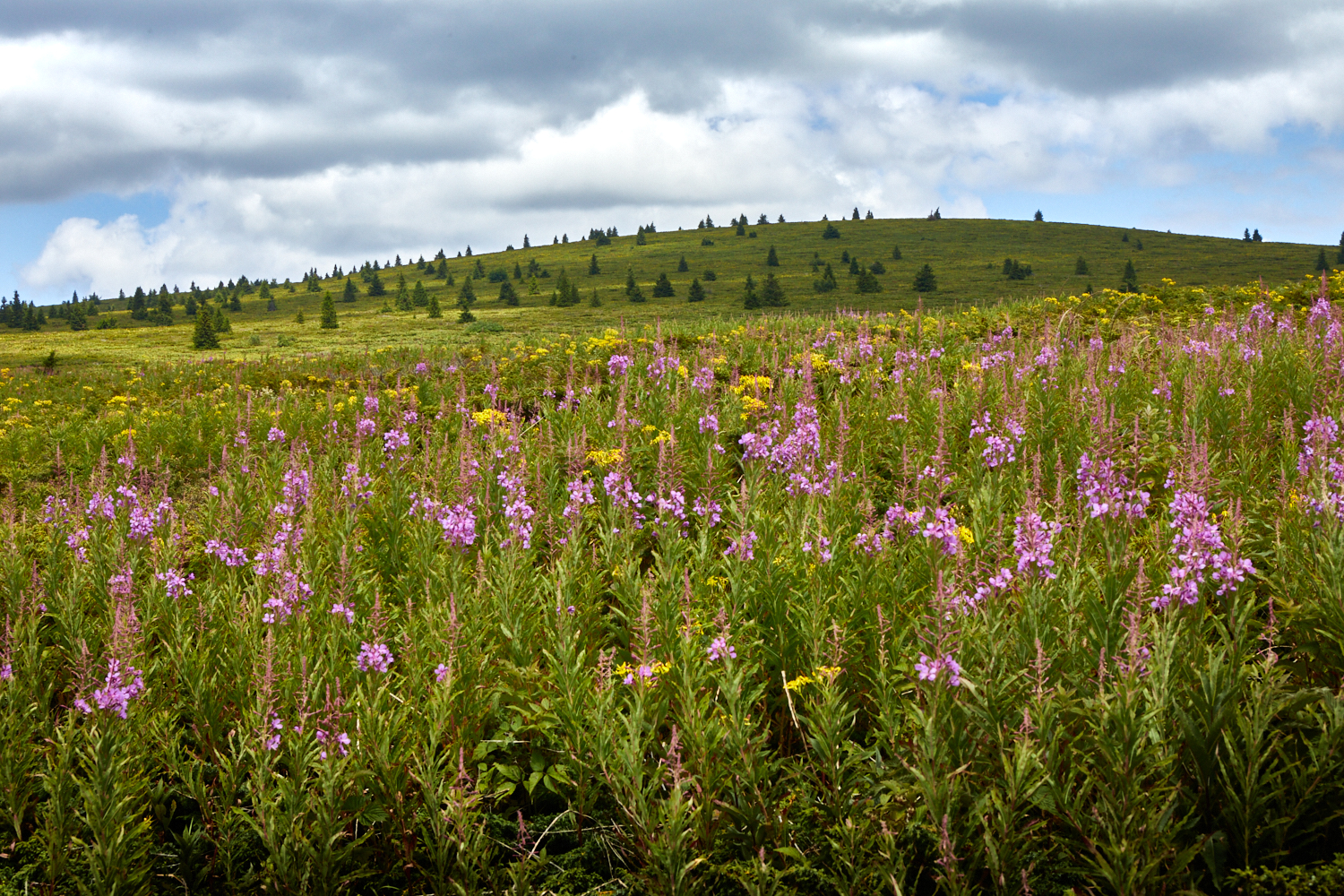 2026_stara_planina-25